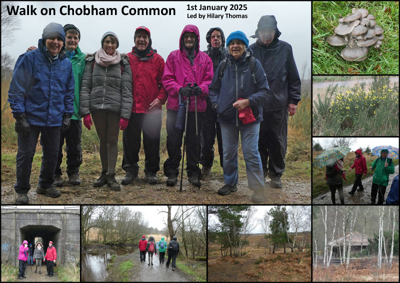 Walk - Chobham Common - 1st January 2025